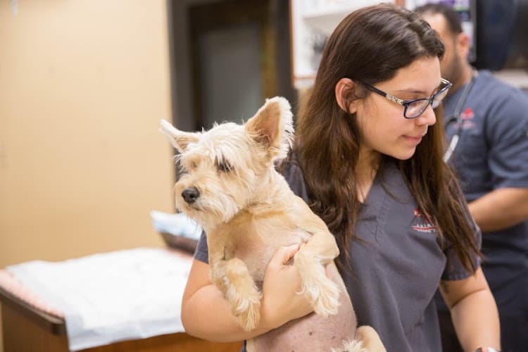 Animal Emergency Clinic NE
