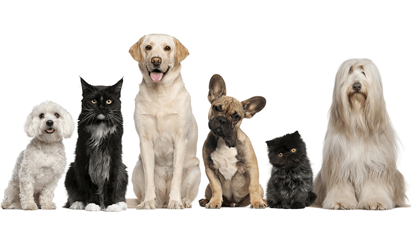 Frenship Vet Clinic