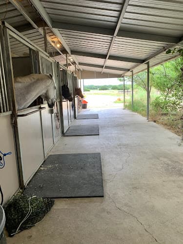 Austin Equine Associates