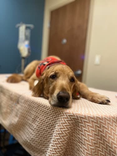 MedVet Dallas