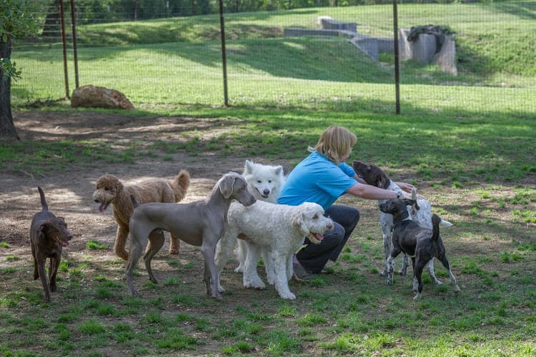 Zoot Pet Hospital and Luxury Boarding