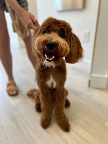 Petfolk Veterinary & Urgent Care - Pearland
