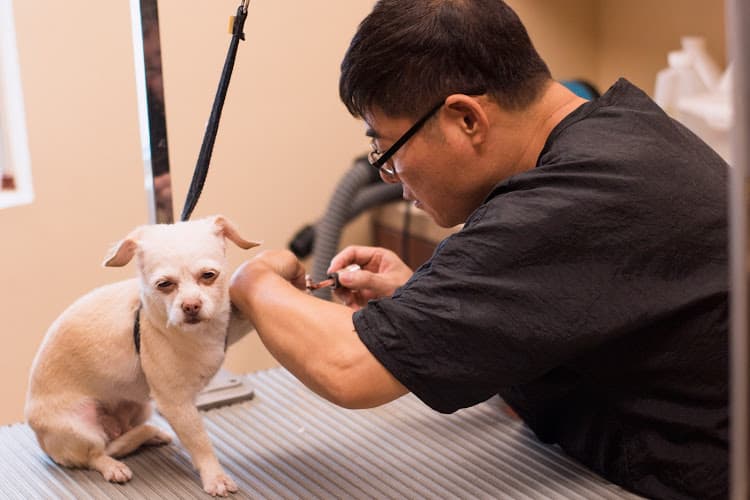 Cornerstone Animal Hospital