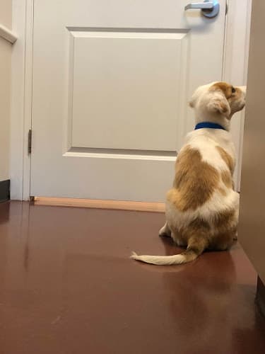 Thrive Pet Healthcare Specialists Mansfield