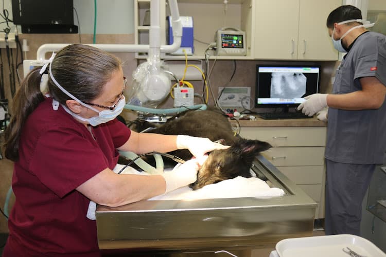 Main Street Veterinary Hospital