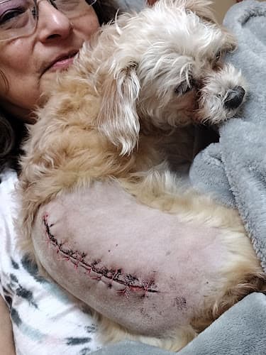 Live Oak Animal Hospital