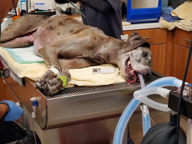 Veterinary Emergency Group