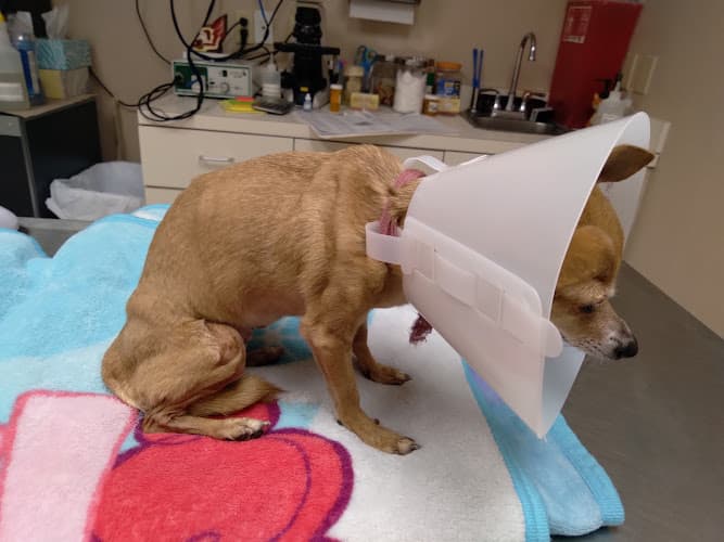 Laredo Animal Clinic