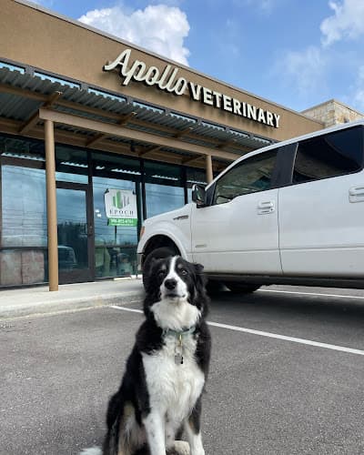 Apollo Veterinary South Austin
