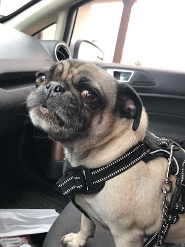 Eagle Pass Veterinary Diagnostic Hospital