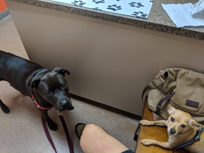 Meyerland Animal Clinic, PA