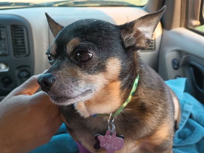 Grayson County Animal Emergency Clinic
