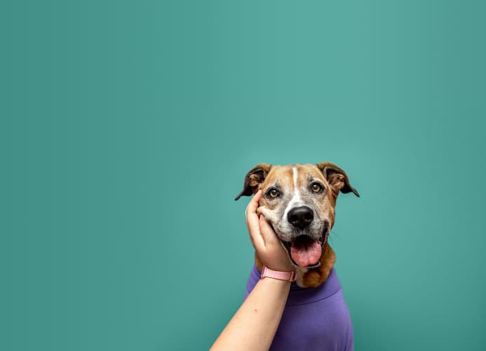 VO Vets Animal Hospital - Trophy Club