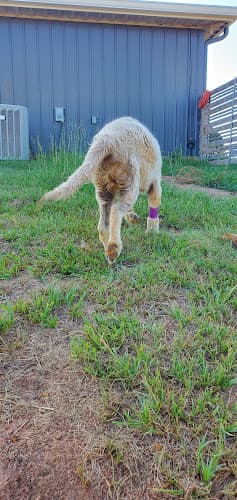 East Texas Pet Emergency Clinic