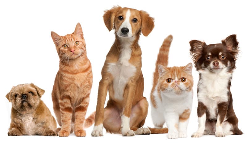 Tender Paws Animal Hospital