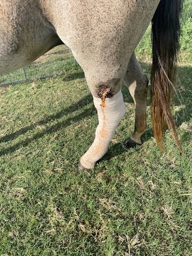 Three Oaks Equine Clinic