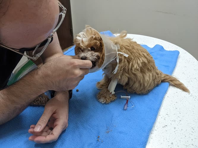 Emergency Animal Hospital of Collin County