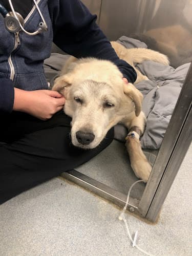 Burleson Animal Emergency Hospital