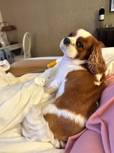 Georgetown Veterinary Hospital