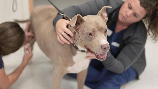 VCA Champions Northwest Animal Hospital