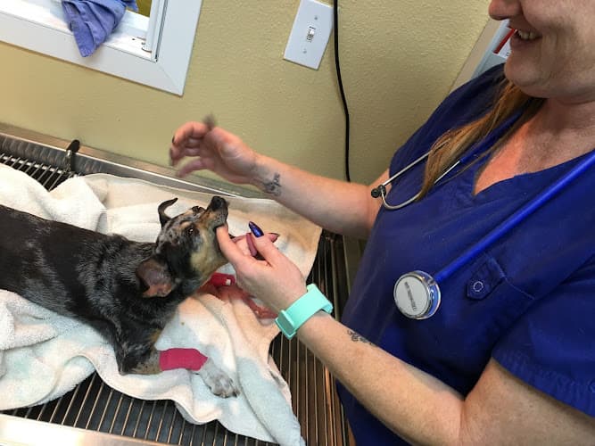Town & Country Animal Hospital