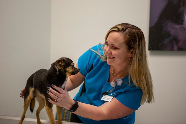 VCA Capital Area Veterinary Specialists