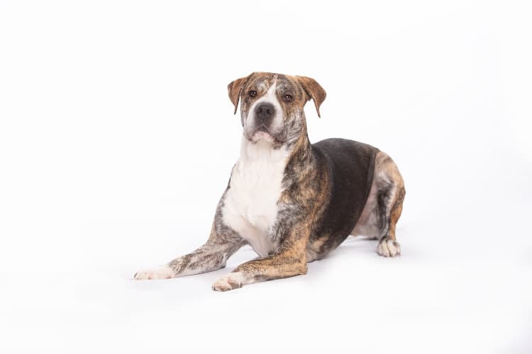 VCA Becker Animal Hospital and Pet Resort