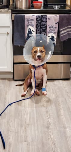 Hill Country Animal Emergency Hospital