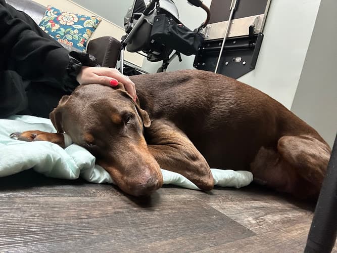 BluePearl Pet Hospital Katy