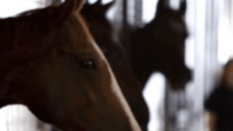 Waller Equine Hospital
