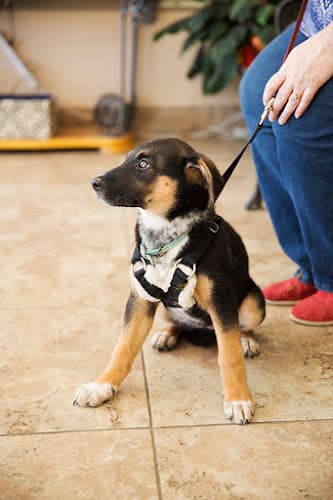 Animal Hospital and Emergency Clinic of Conroe