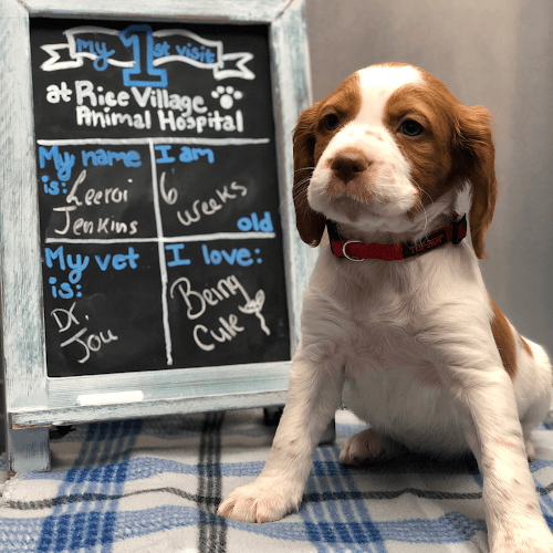 Rice Village Animal Hospital