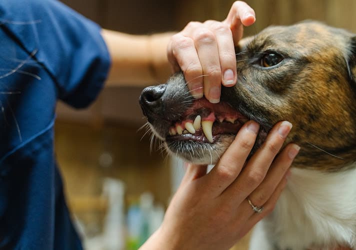Keller Animal Clinic