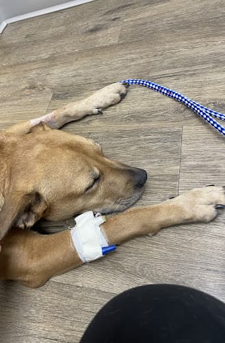Flower Mound Veterinary Emergency & Specialty Center