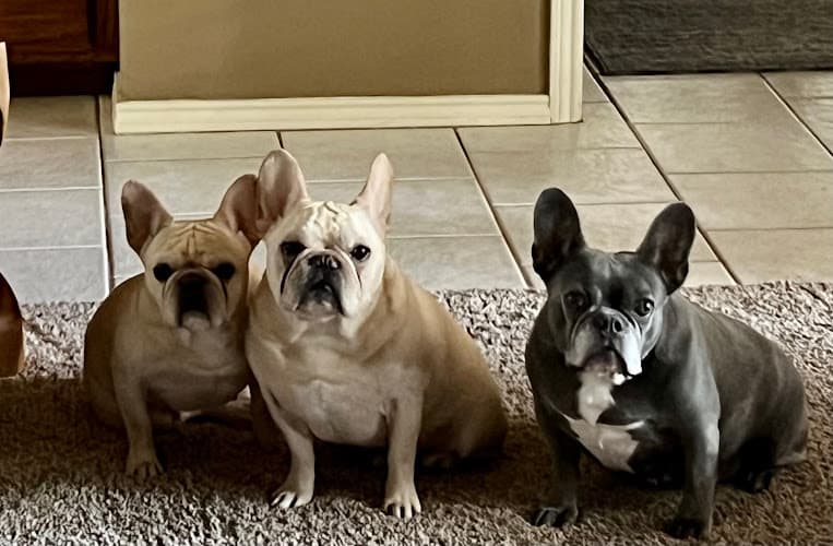 South Flower Mound Animal Hospital