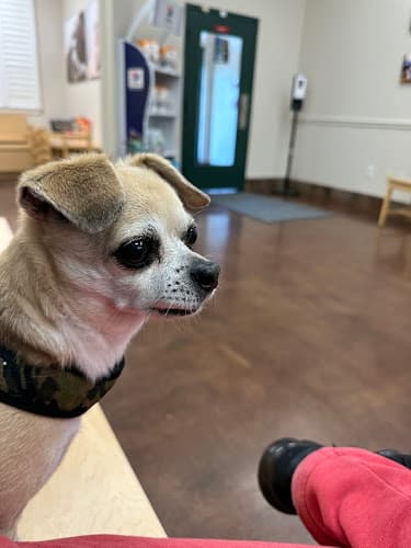 Mckinney Animal Hospital