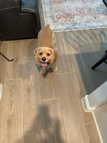 New Braunfels Veterinary Clinic