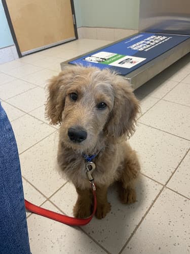Double Oak Veterinary Medical Center