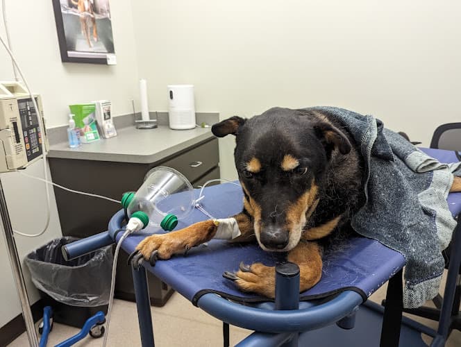 Central Texas Veterinary Speciality and Emergency Hospital