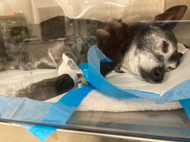 Emergency Pet Clinic of Texas