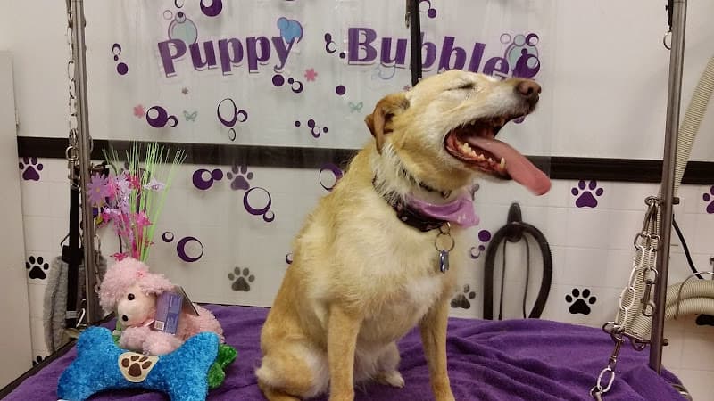 Justin Animal Hospital and Grooming