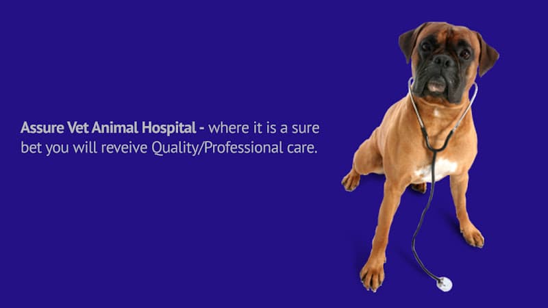 Assure Vet Animal Hospital