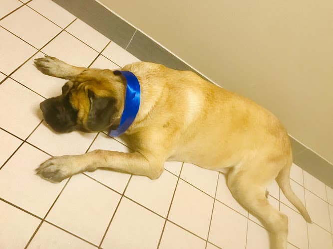 Buttercup Veterinary Hospital