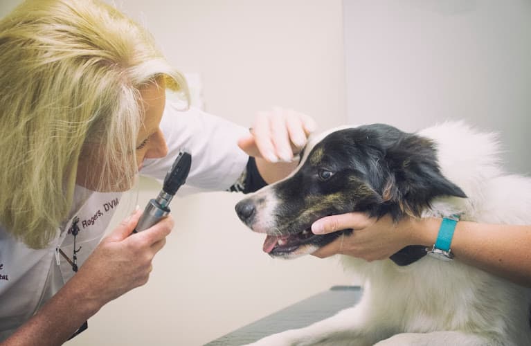 Bay-Porte Animal Hospital