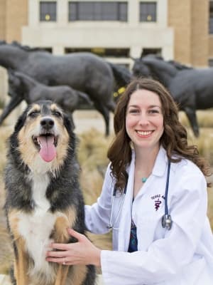 Springtown Veterinary Hospital