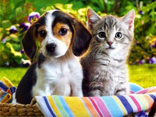 Aliana Animal Hospital