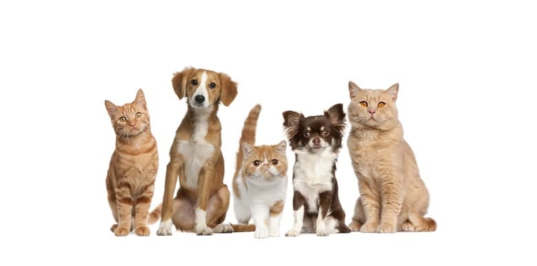 Childress Veterinary Hospital