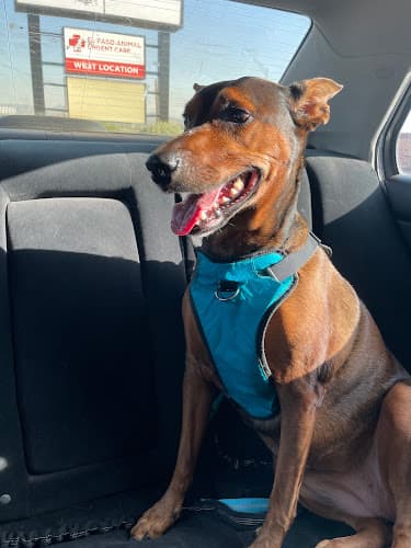 El Paso Animal Urgent Care West