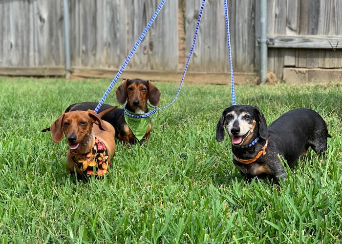 Premier Veterinary Hospital