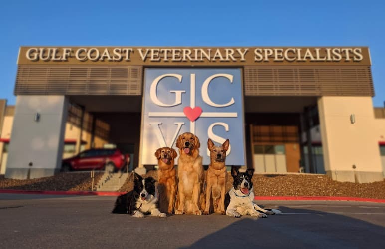 Gulf Coast Veterinary Specialists (GCVS)